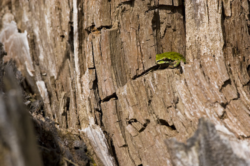Pacific Treefrog